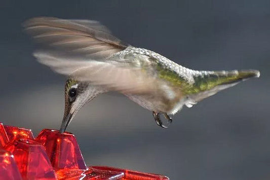 Ant-Proof Hummingbird Feeder with 30 Feeding Ports – Durable Outdoor Nectar Dispenser for Easy Access and Cleaning 1