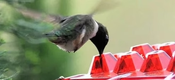 Ant-Proof Hummingbird Feeder with 30 Feeding Ports – Durable Outdoor Nectar Dispenser for Easy Access and Cleaning 6