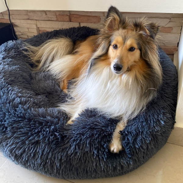 Calming Washable Dog Bed Cushion – Ultra-Soft Plush with Orthopedic Support for All Breeds 1