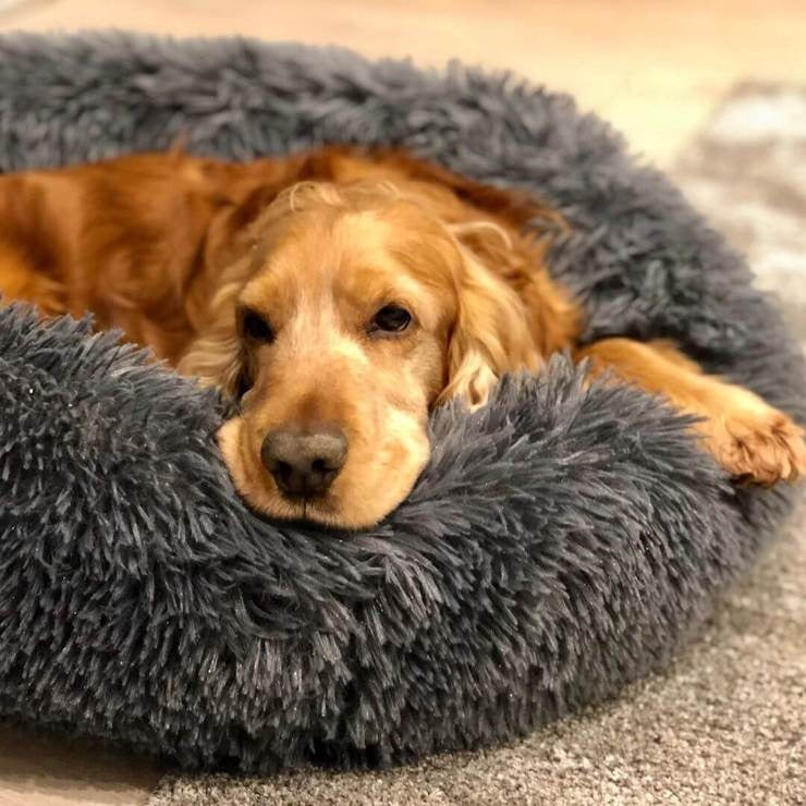 Calming Washable Dog Bed Cushion – Ultra-Soft Plush with Orthopedic Support for All Breeds 5