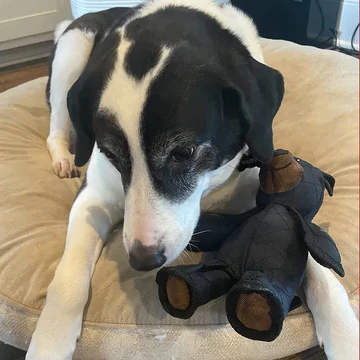 Indestructible Bear Dog Toy for Heavy Chewers – Durable and Interactive Plush Toy 4