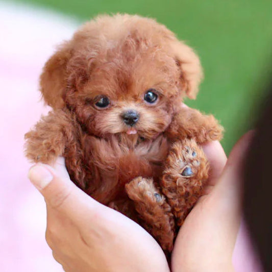 Interactive Robot Dog Toy with Realistic Movements – Battery Operated Plush Puppy for Kids 0