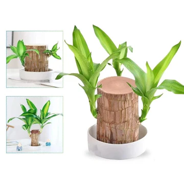 Lucky Brazilian Wood Indoor Plant – Air Purifying House Plant for Low Light and Minimal Care, Ideal for Home and Office 0