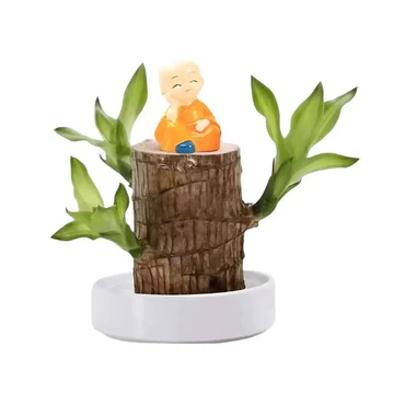 Lucky Brazilian Wood Indoor Plant – Air Purifying House Plant for Low Light and Minimal Care, Ideal for Home and Office 1