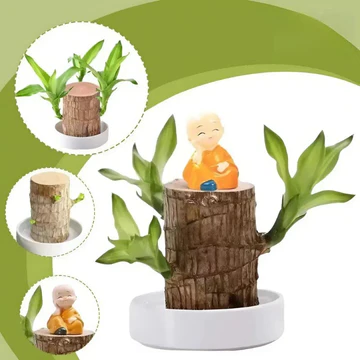 Lucky Brazilian Wood Indoor Plant – Air Purifying House Plant for Low Light and Minimal Care, Ideal for Home and Office 2