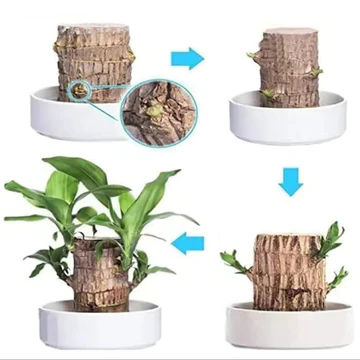 Lucky Brazilian Wood Indoor Plant – Air Purifying House Plant for Low Light and Minimal Care, Ideal for Home and Office 3
