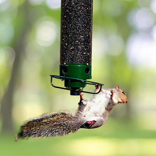 Squirrel-Proof Bird Feeder with Large Seed Reservoir and Sturdy Metal Construction 0