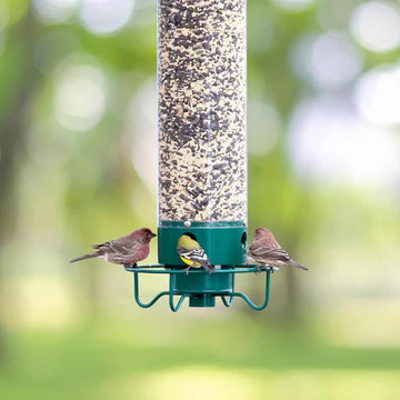 Squirrel-Proof Bird Feeder with Large Seed Reservoir and Sturdy Metal Construction 3